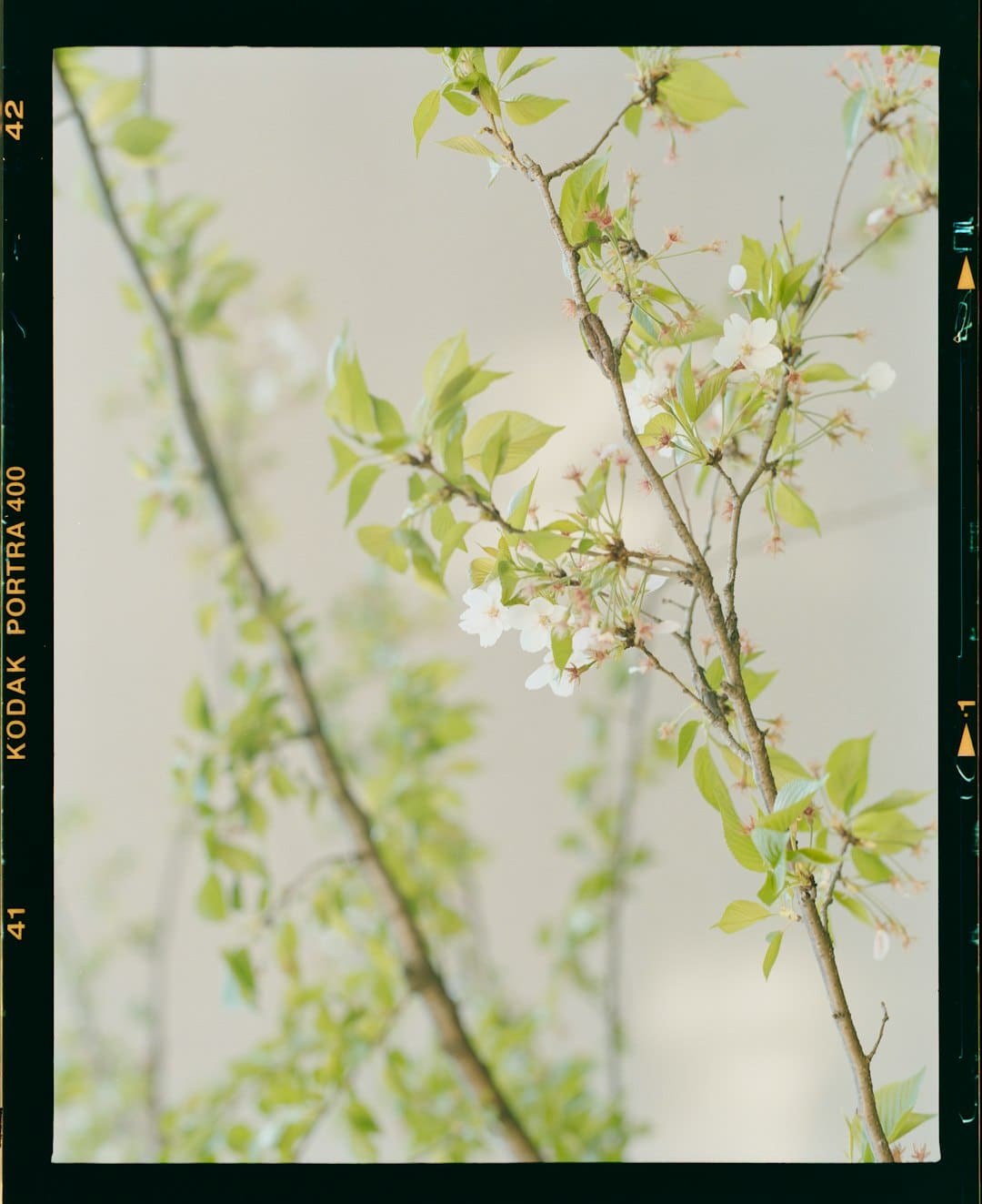 确认了!周华健4月在长沙开唱